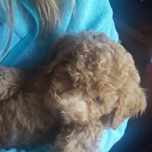 Meet your Posher, Veronica